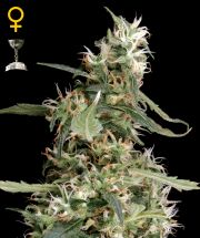 ARJAN'S ULTRA HAZE #1 - 10 UNIDADES FEMINIZADAS - GREEN HOUSE - SEMILLAS