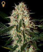 ARJAN'S HAZE #3 - 10 UNIDADES FEMINIZADAS - GREEN HOUSE - SEMILLAS