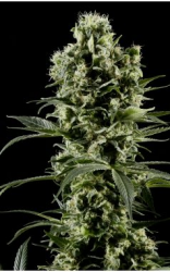 HIMALAYA GOLD - PAQUETE DE 10 UNIDADES FEMINIZADA - GREEN HOUSE - SEMILLAS