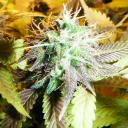 10 UND FEM - AURORA INDICA - PAQUETE DE 10 UNIDADES FEMINIZADA - NIRVANA - SEMILLAS