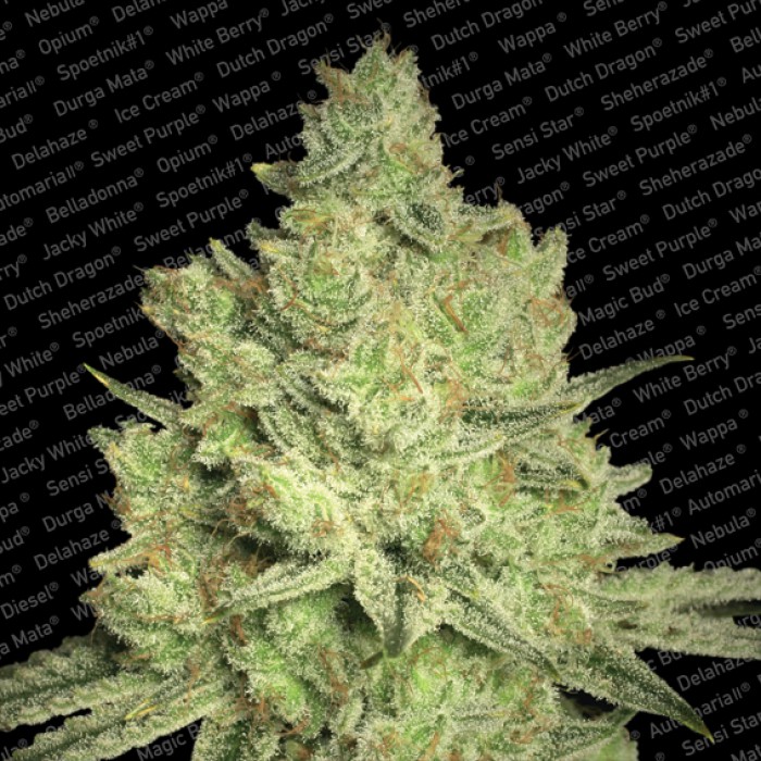 10 UND FEM - JACKY WHITE - PAQUETE DE 10 UNIDADES FEMINIZADA - PARADISE SEEDS - SEMILLAS