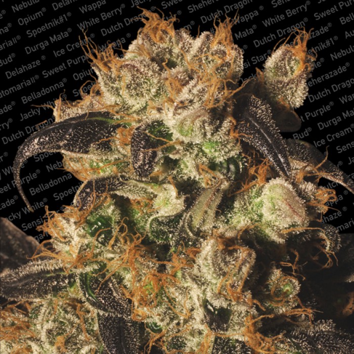 10 UND FEM - WHITE BERRY - PAQUETE DE 10 UNIDADES FEMINIZADA - PARADISE SEEDS - SEMILLAS