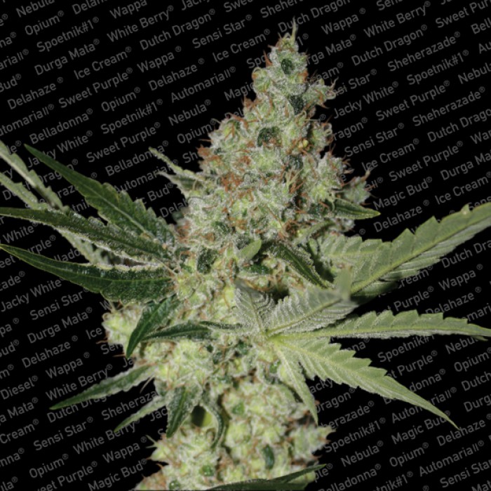 10 UND FEM - ACID - - PARADISE SEEDS - SEMILLAS