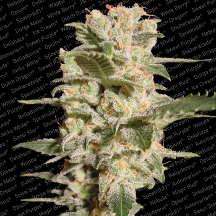 10 UND FEM - BELLADONNA - - PARADISE SEEDS - SEMILLAS