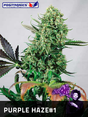 1 UND FEM - PURPLE HAZE #1 - PAQUETE DE 1 UNIDADES FEMINIZADA - POSITRONICS - SEMILLAS