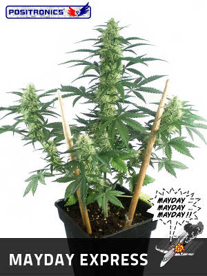 1 UND FEM - MAYDAY AUTO - PAQUETE DE 1 UNIDADES FEMINIZADA - POSITRONICS - SEMILLAS