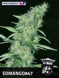 3 UND FEM - SOMANGO#47 - - POSITRONICS - SEMILLAS