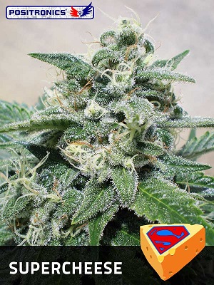 5 UND FEM - SUPERCHEESE - - POSITRONICS - SEMILLAS