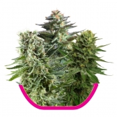 10 UND FEM - INDOOR MIX - PAQUETE DE 10 UNIDADES FEMINIZADA - ROYAL QUEEN - SEMILLAS