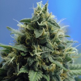 NEW YORK POWER DIESEL - PAQUETE DE 5 UNIDADES FEMINIZADA - NIRVANA - SEMILLAS