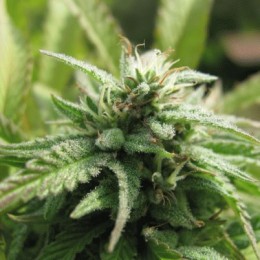 ROYAL FLUSH - PAQUETE DE 5 UNIDADES FEMINIZADA - NIRVANA - SEMILLAS