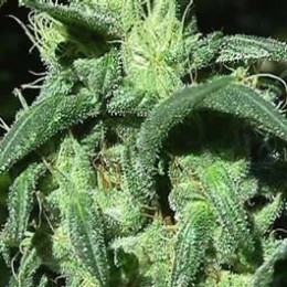 STERLING HAZE - PAQUETE DE 5 UNIDADES FEMINIZADA - NIRVANA - SEMILLAS