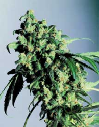 SUPER SKUNK - PAQUETE DE 10 UNIDADES REGULAR - SENSI SEEDS - SEMILLAS