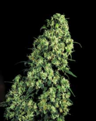 SKUNK #1 - PAQUETE DE 10 UNIDADES REGULAR - SENSI SEEDS - SEMILLAS
