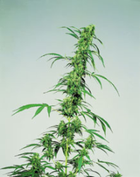 FRUITY JUICE - PAQUETE DE 10 UNIDADES REGULAR - SENSI SEEDS - SEMILLAS