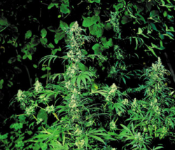 EARLY PEARL - PAQUETE DE 10 UNIDADES REGULAR - SENSI SEEDS - SEMILLAS