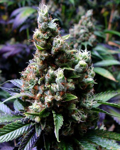 10 UND FEM - N.Y.C DIESEL - PAQUETE DE 10 UNIDADES FEMINIZADA - SOMA SEEDS - SEMILLAS