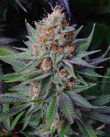 10 UND FEM - LAVENDER - PAQUETE DE 10 UNIDADES FEMINIZADA - SOMA SEEDS - SEMILLAS