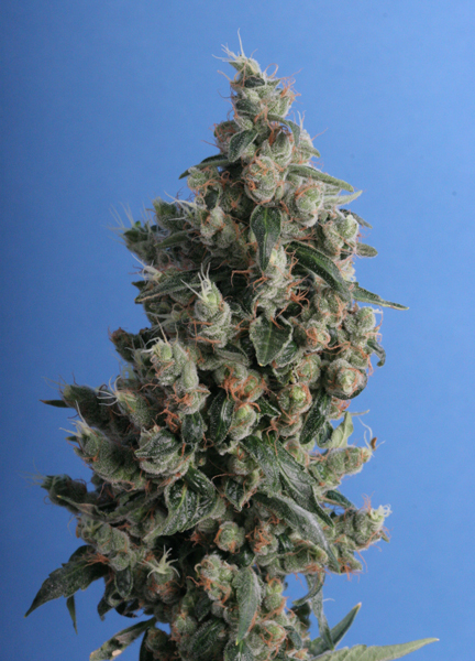 10 UND REG - KUSHAGE - PAQUETE DE 10 UNIDADES REGULAR - T.H. SEEDS - SEMILLAS
