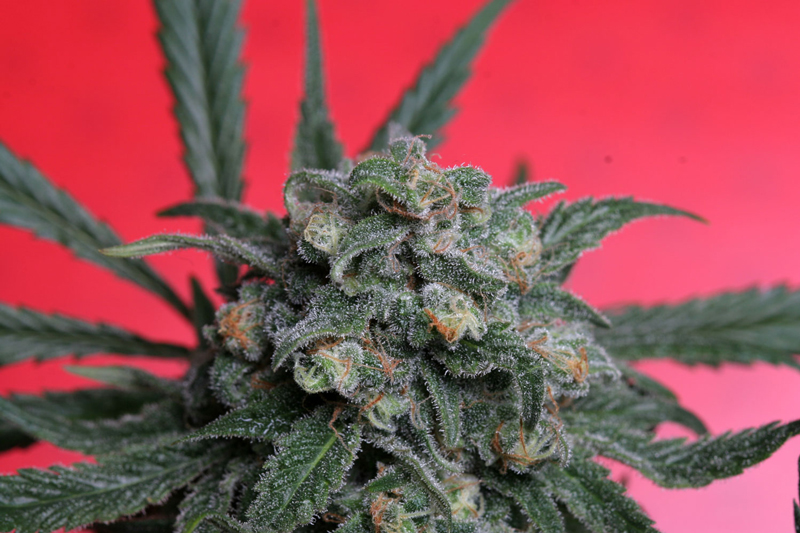10 UND FEM - A-TRAIN - PAQUETE DE 10 UNIDADES FEMINIZADA - T.H. SEEDS - SEMILLAS