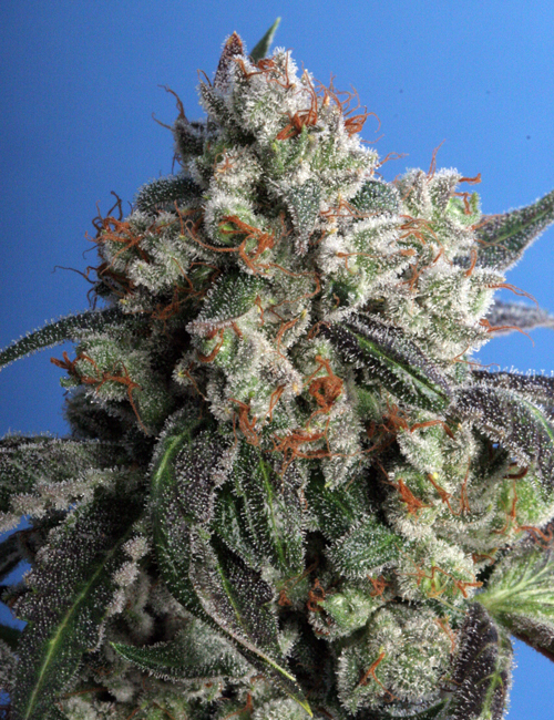10 UND FEM - BURMESE KUSH - PAQUETE DE 10 UNIDADES FEMINIZADA - T.H. SEEDS - SEMILLAS