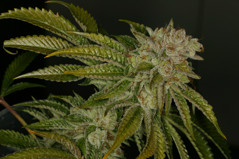 10 UND FEM - MK ULTRA - PAQUETE DE 10 UNIDADES FEMINIZADA - T.H. SEEDS - SEMILLAS
